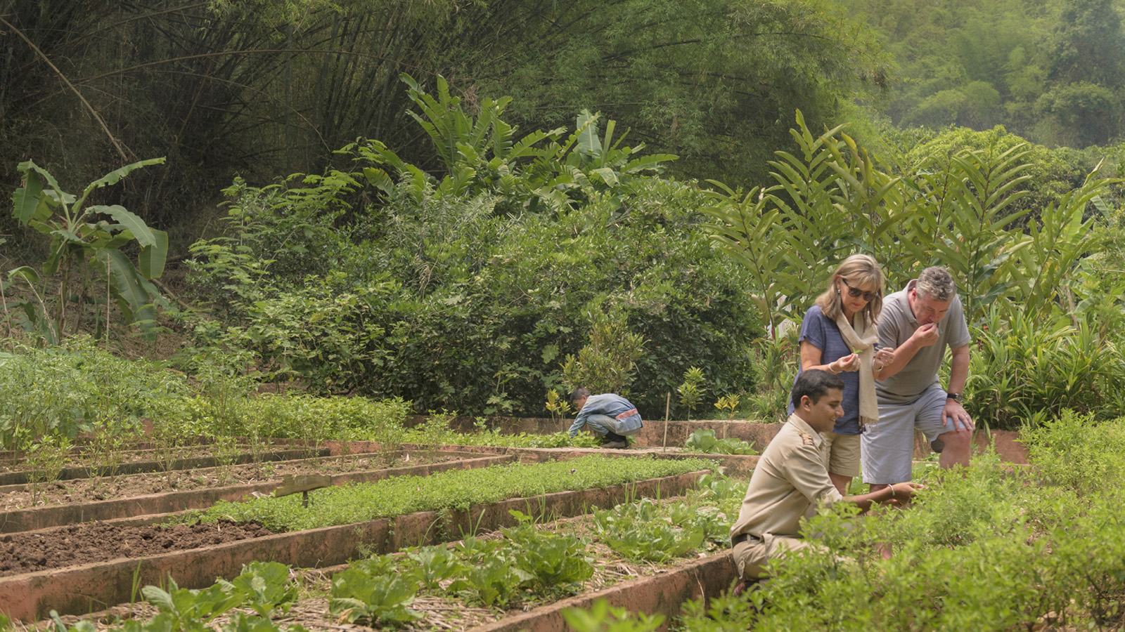 Golden Triangle Tented Camp Marks Four Seasons' 65th Year with Roots & Flavours — official source image