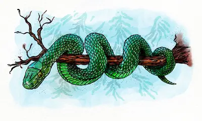 2025: The Year Of The Wood Snake! press image