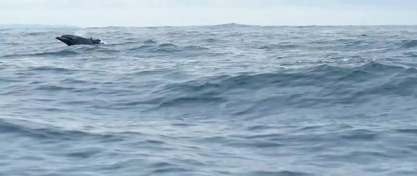 Official source: https://media.man.eu/is/image/MAN/man-engines-marine-hybrid-stage-fallback-16x9?wid=1600&hei=900&fit=stretch&fmt=webp&qlt=60