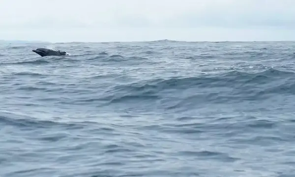 Official source: https://media.man.eu/is/image/MAN/man-engines-marine-hybrid-stage-fallback-16x9?wid=1600&hei=900&fit=stretch&fmt=webp&qlt=60